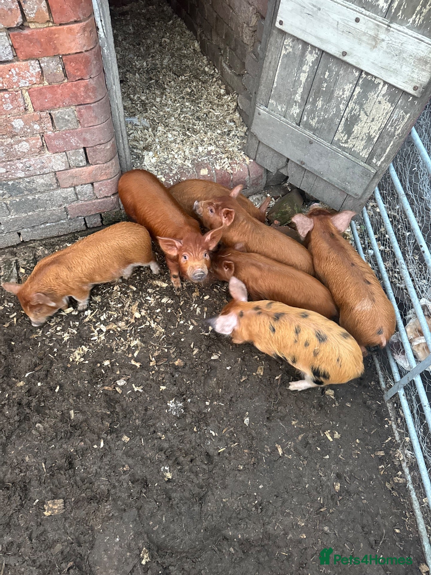 Pig livestock Kune Kune piglets - Advert 7