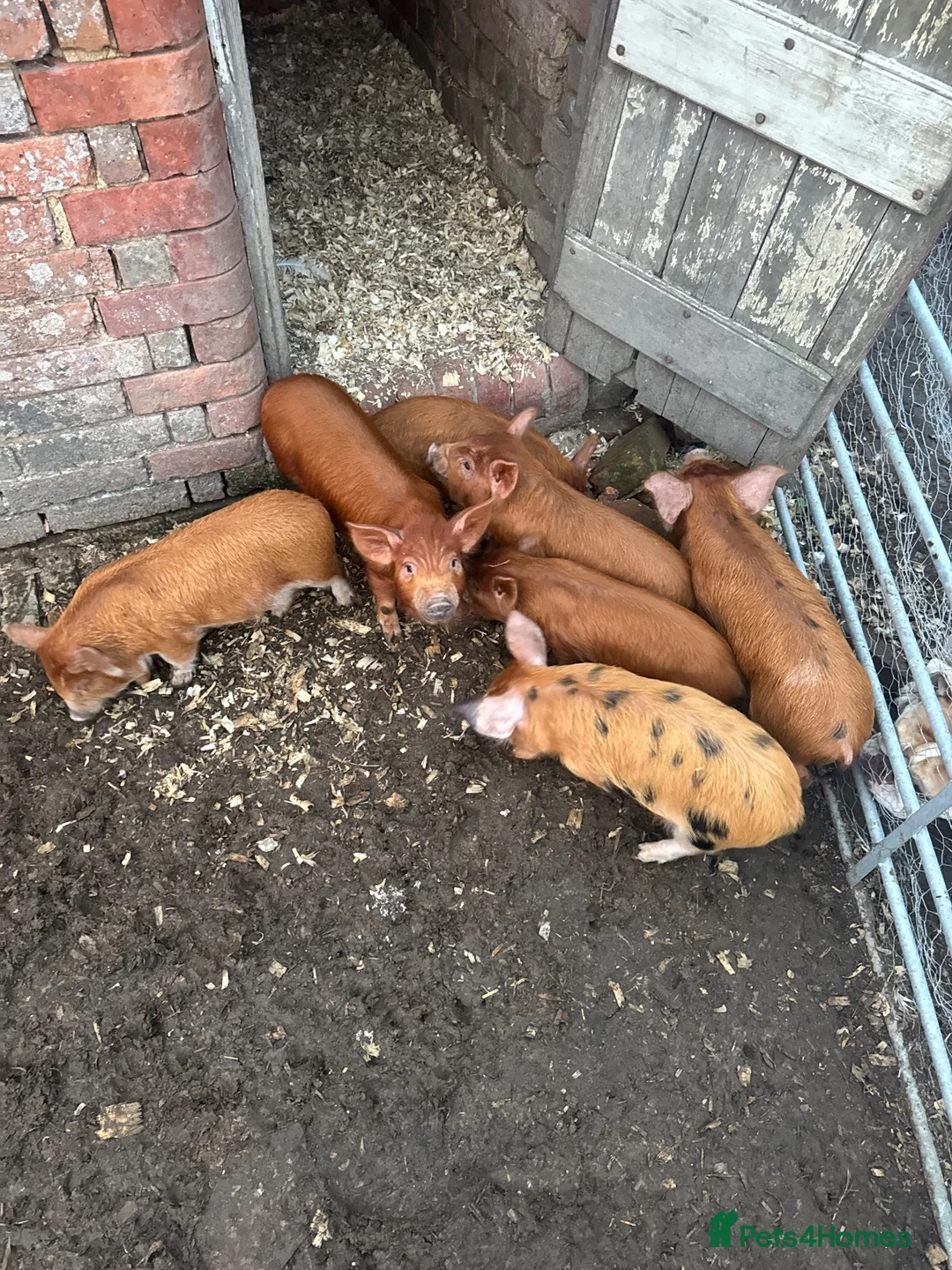 Pig livestock for sale: Kune Kune piglets - Advert 1