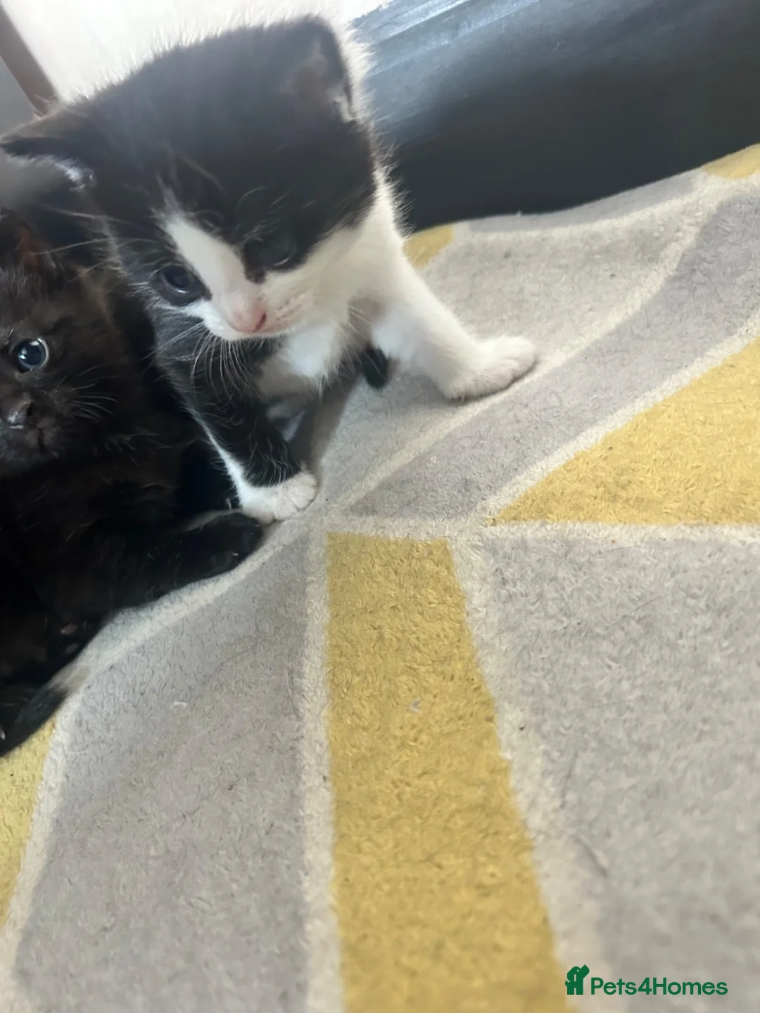 Mixed Breed cats for sale: 1 male 1 female very loving kittens  - Advert 4