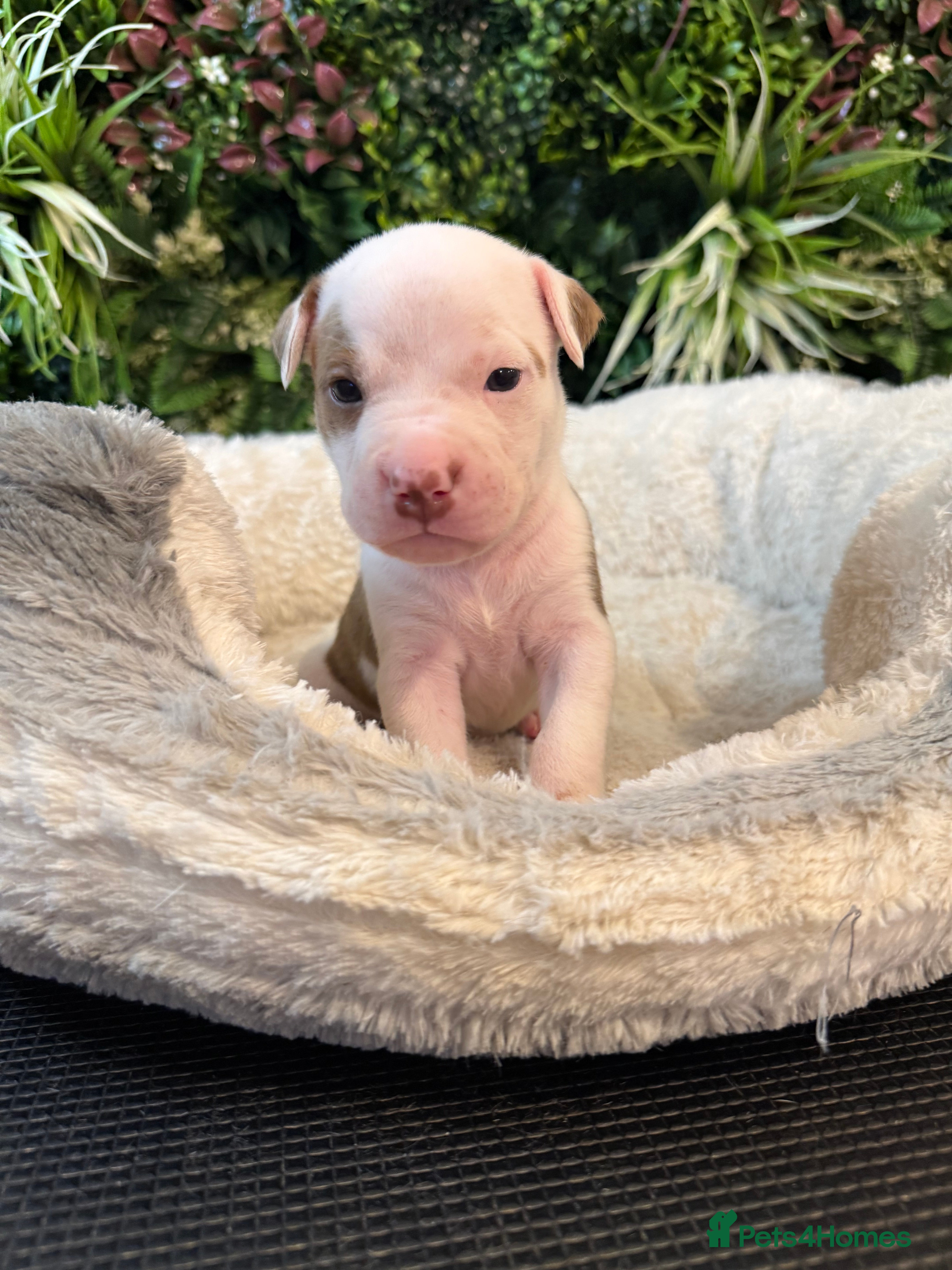 Mixed Breed dogs Old tyme American bullys - Advert 14