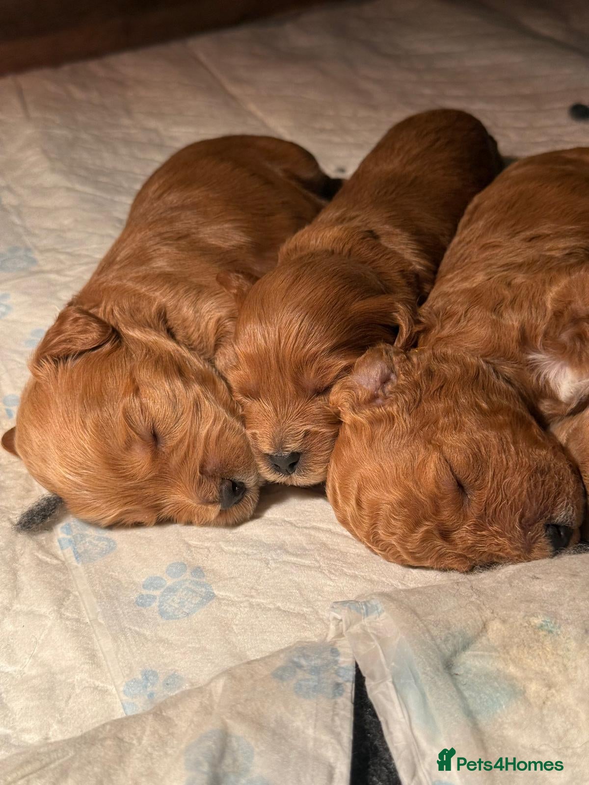 Mixed Breed dogs BORN07/03/2026 Beautiful male poochon/cockerpoo - Advert 3