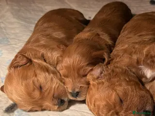 Mixed Breed dogs BORN07/03/2026 Beautiful male poochon/cockerpoo - Advert 3