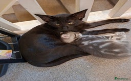 Maine Coon cats for sale: Gorgeous Maine Coon Cross Siamese kittens - Image 10