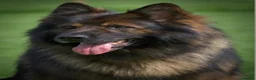 German Shepherd dogs for sale: KC German Shepherd puppies- Long established line - Advert 11