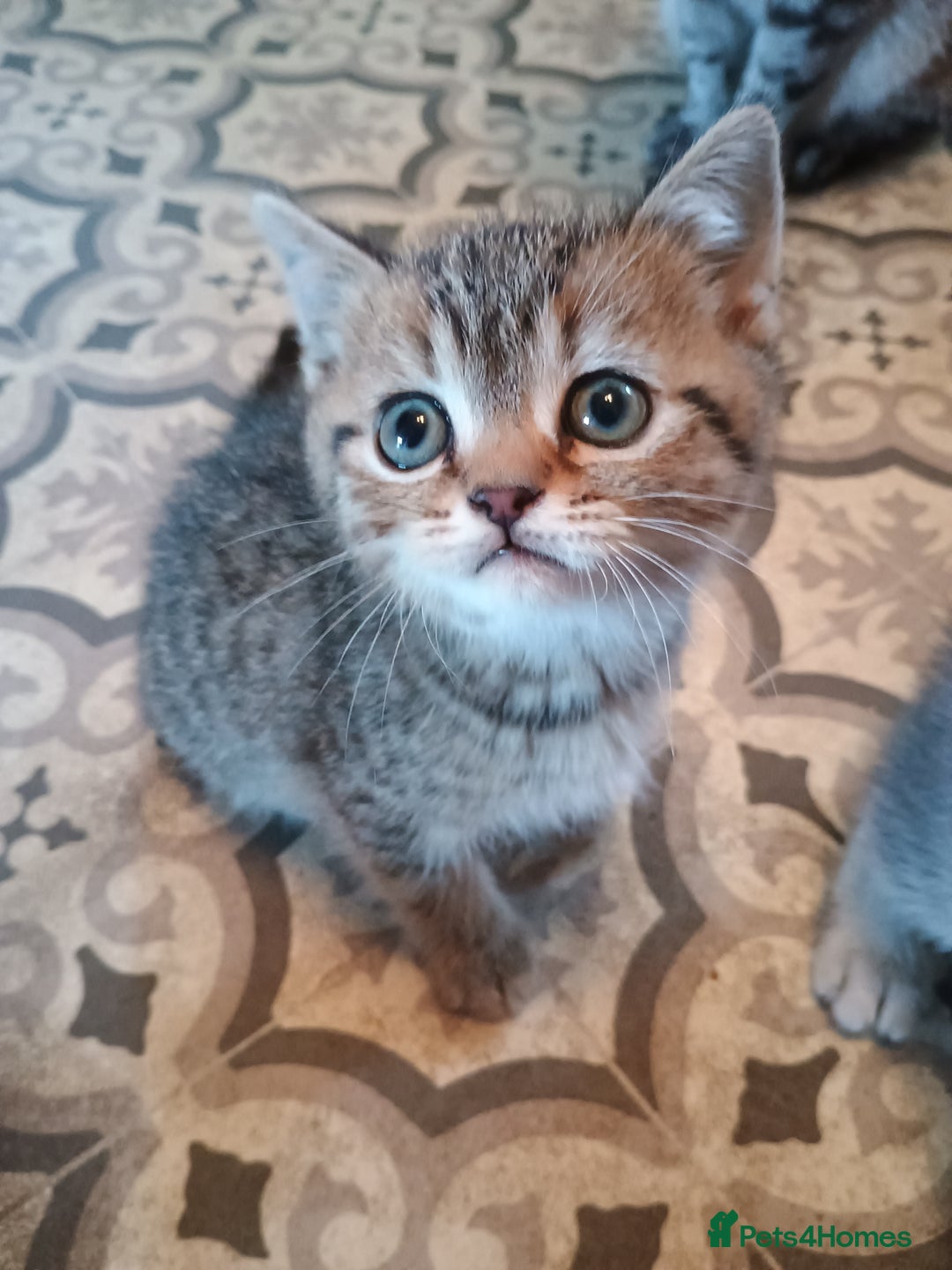 British Shorthair cats for sale: British shorthair kittens - Advert 9