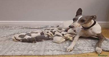 Whippet dogs - Advert 6