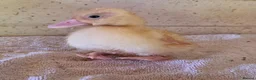 Ducks poultry for sale: X1 mini call duckling  - Advert 1