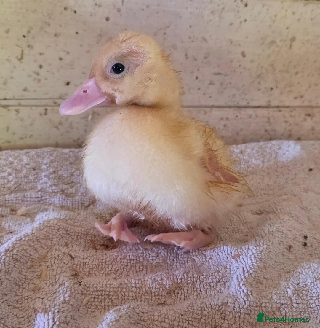 Ducks poultry for sale: X1 mini call duckling  - Advert 1