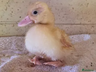 Ducks poultry X1 mini call duckling - Advert 1