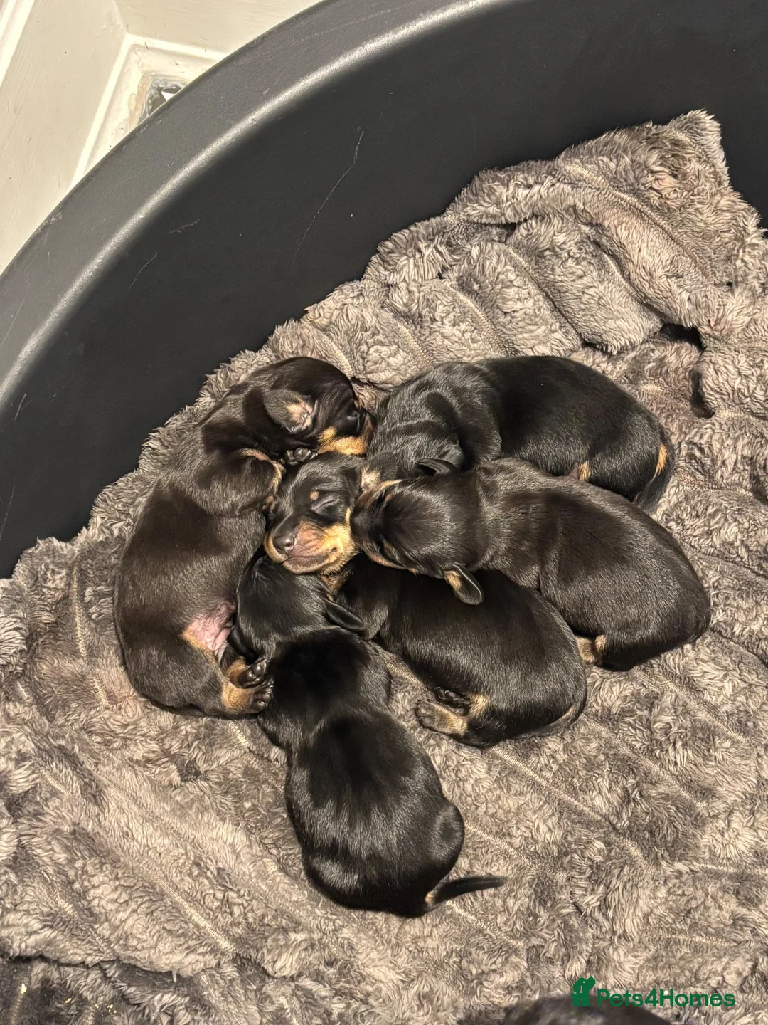 Miniature Dachshund dogs for sale: 5 miniature black & tan dachshunds  in Southport - Advert 16