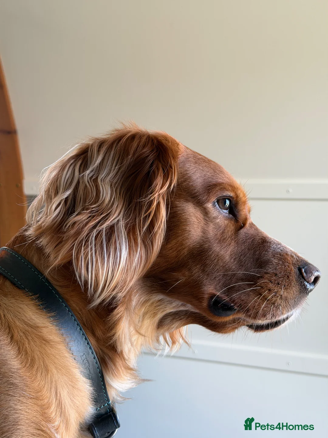 Clumber Spaniel dogs for stud: Clumber Spaniel Cross available for Stud  - Advert 2