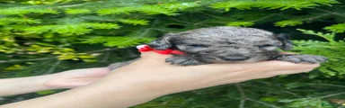Cockapoo Puppy 5
