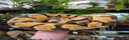 Python Snake reptiles for sale: Pastel Enchi Royal Python with 4 foot setup - Advert 3