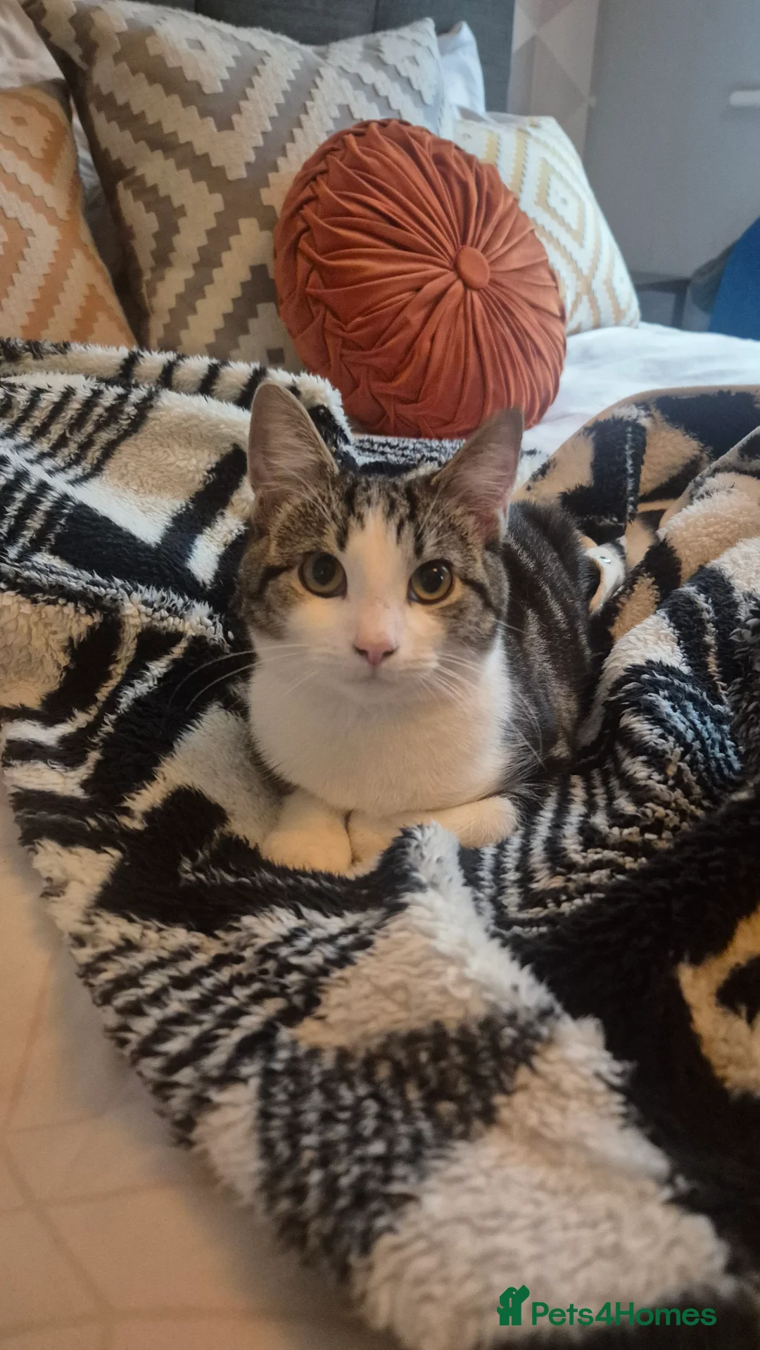 Mixed Breed cats for sale: Stunning 6 month female tabby - Advert 5