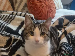 Mixed Breed cats Rehomed - Advert 16