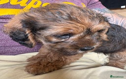 Mixed Breed dogs for sale: Boarder terrier cross Toy poodle - Image 4