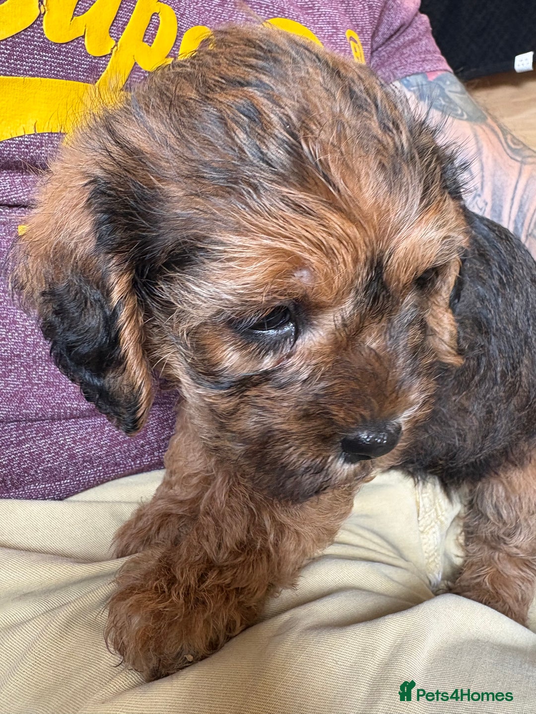 Mixed Breed dogs for sale: Boarder terrier cross Toy poodle - Image 4