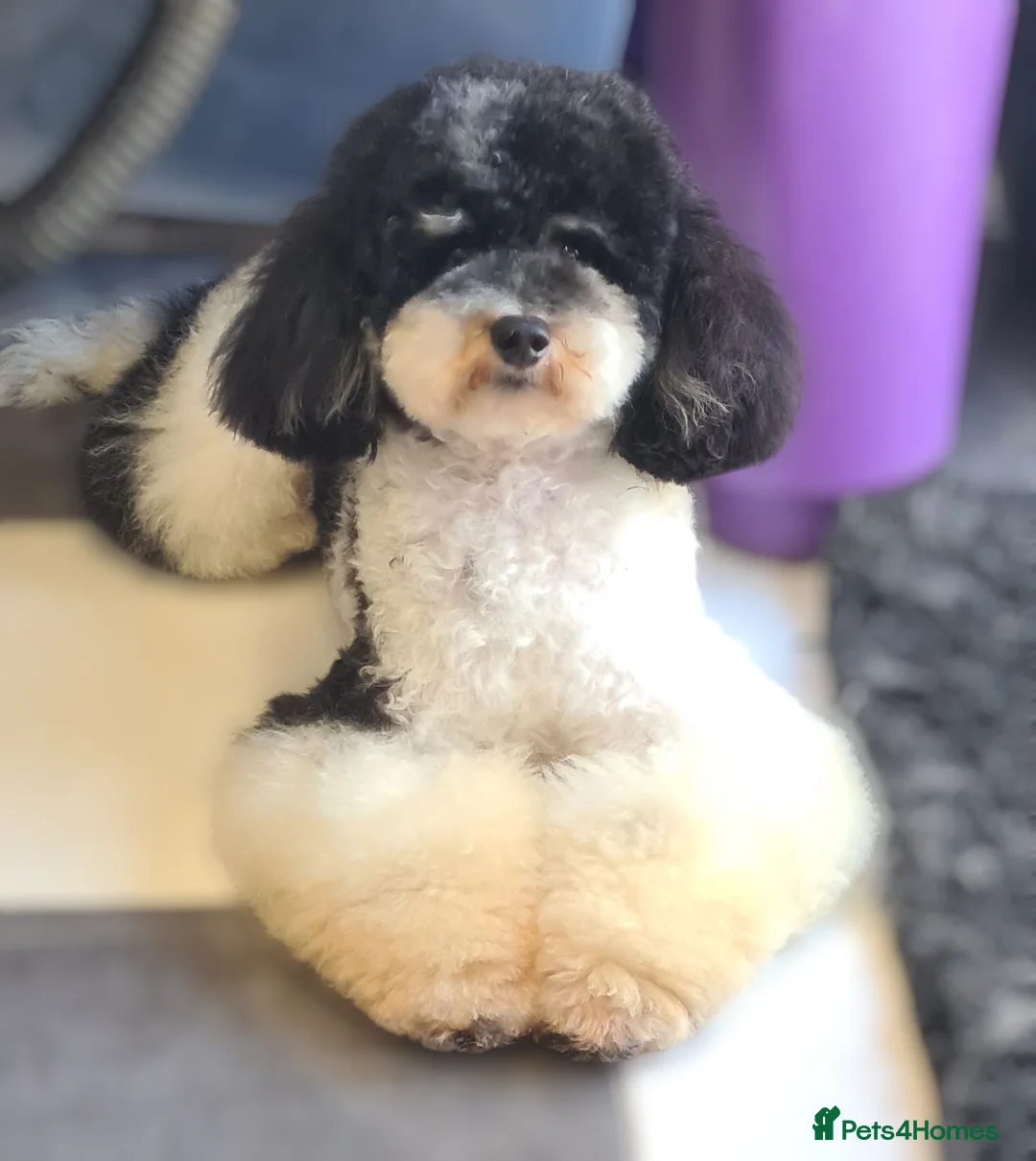 Toy Poodle dogs for stud: Health Tested Tri Toy in Birkenhead - Advert 5