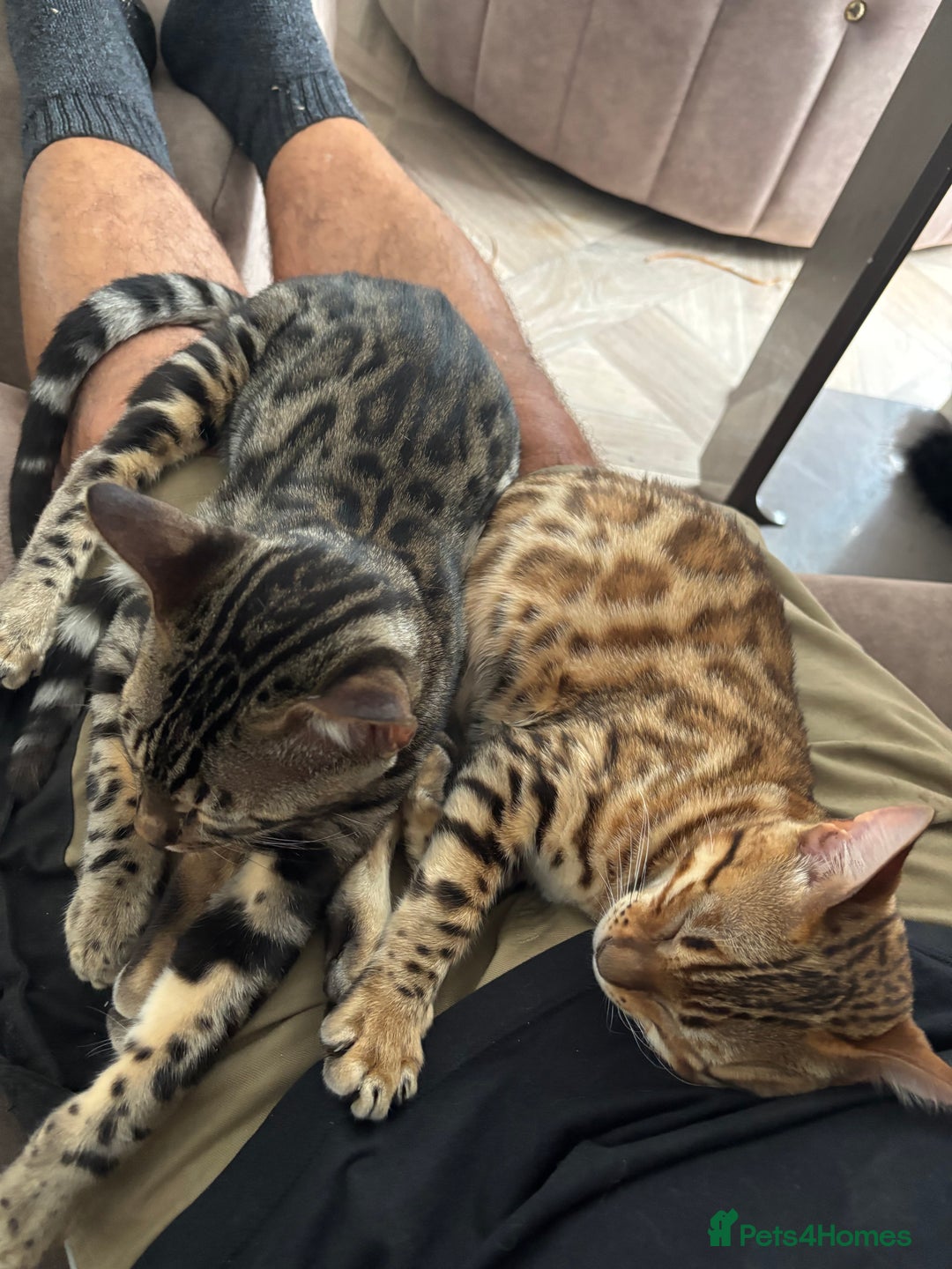 Bengal cats for sale: Two stunning Bengal kittens  - Image 15
