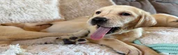 Labrador Retriever dogs for sale: ❤️💫 Superb, chunky, Golden Labrador puppies 💫❤️ in Stourbridge - Advert 12