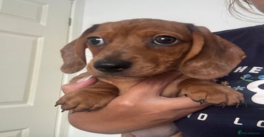 Dachshund dogs - Advert 10