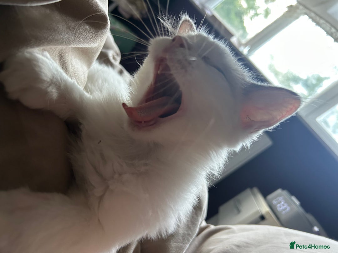 Ragdoll cats for sale: 1 Male kitten  - Image 15