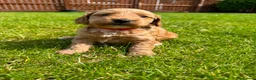 Cockapoo dogs for sale: Toy cockapoo puppies (golden) (tri) super cute - Advert 34