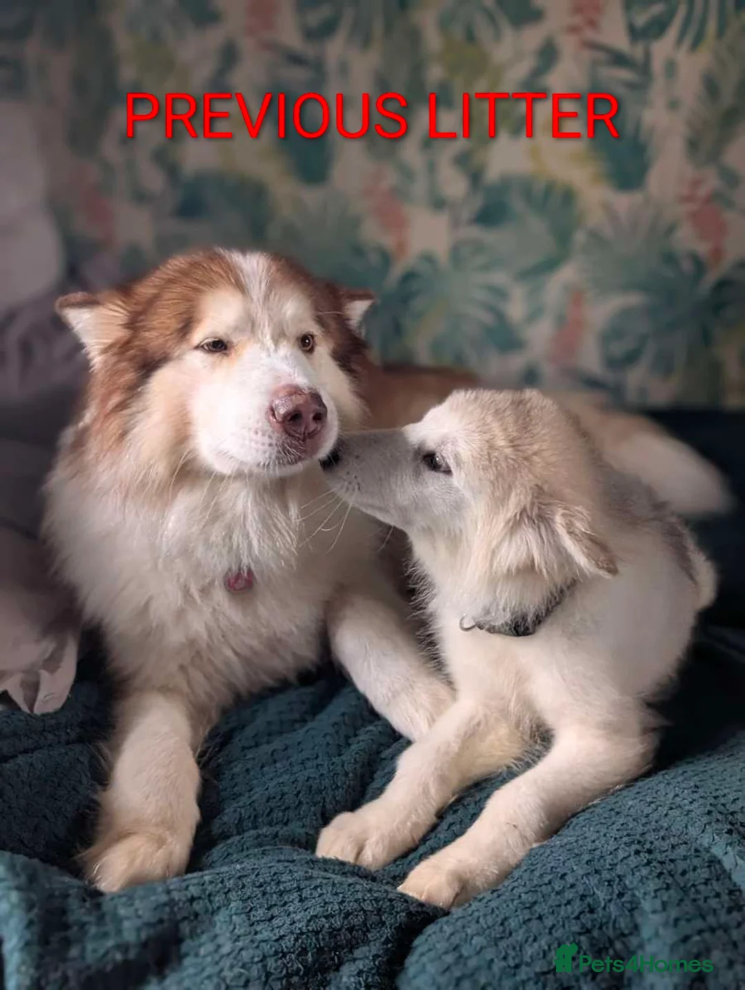 Alaskan Malamute dogs for sale: CONFIRMED PREGNANCY, 6+ pups - Advert 3