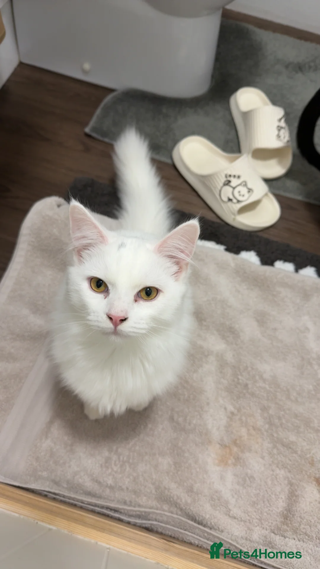 Turkish Angora cats for sale: Kitten for sale  - Advert 2
