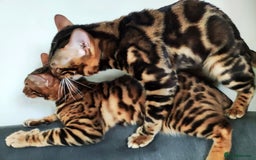 Bengal cats for stud: Rehoming 🔥 Clouded Bengal Stud TICA Amazing🔥 in Durham - Image 14