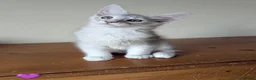 Maine Coon cats for sale: Maine Coon Kittens  - Advert 9