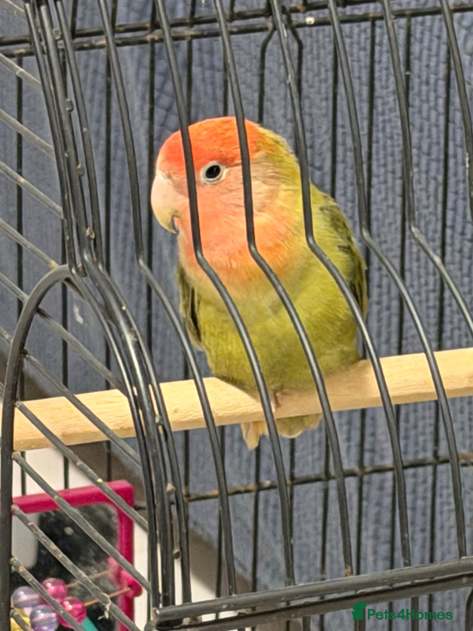 Lovebirds birds Baby lovebird - Advert 10