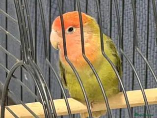 Lovebirds birds Baby lovebird - Advert 10