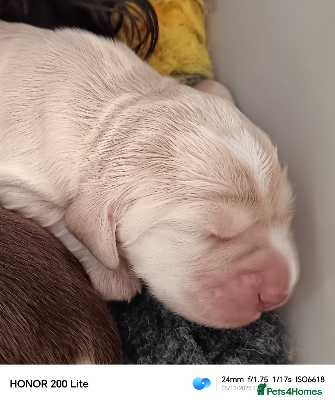 Cocker Spaniel dogs for sale: Show type Cocker Spaniel puppies - Advert 20