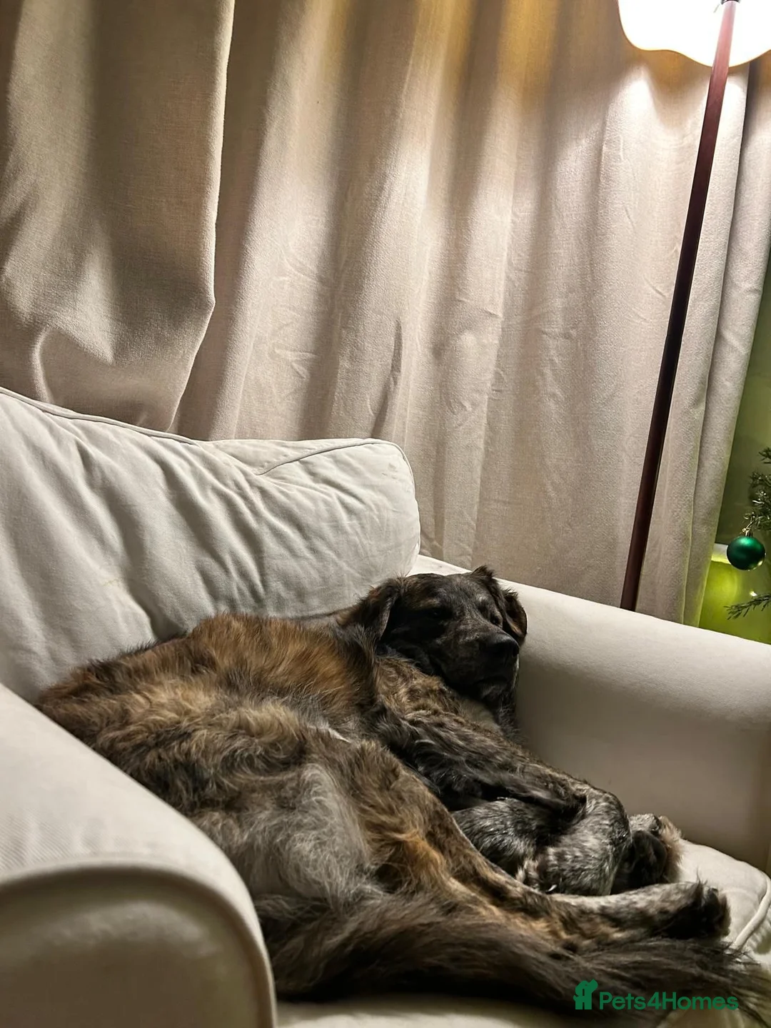 Mixed Breed dogs for adoption: Albie - Advert 5