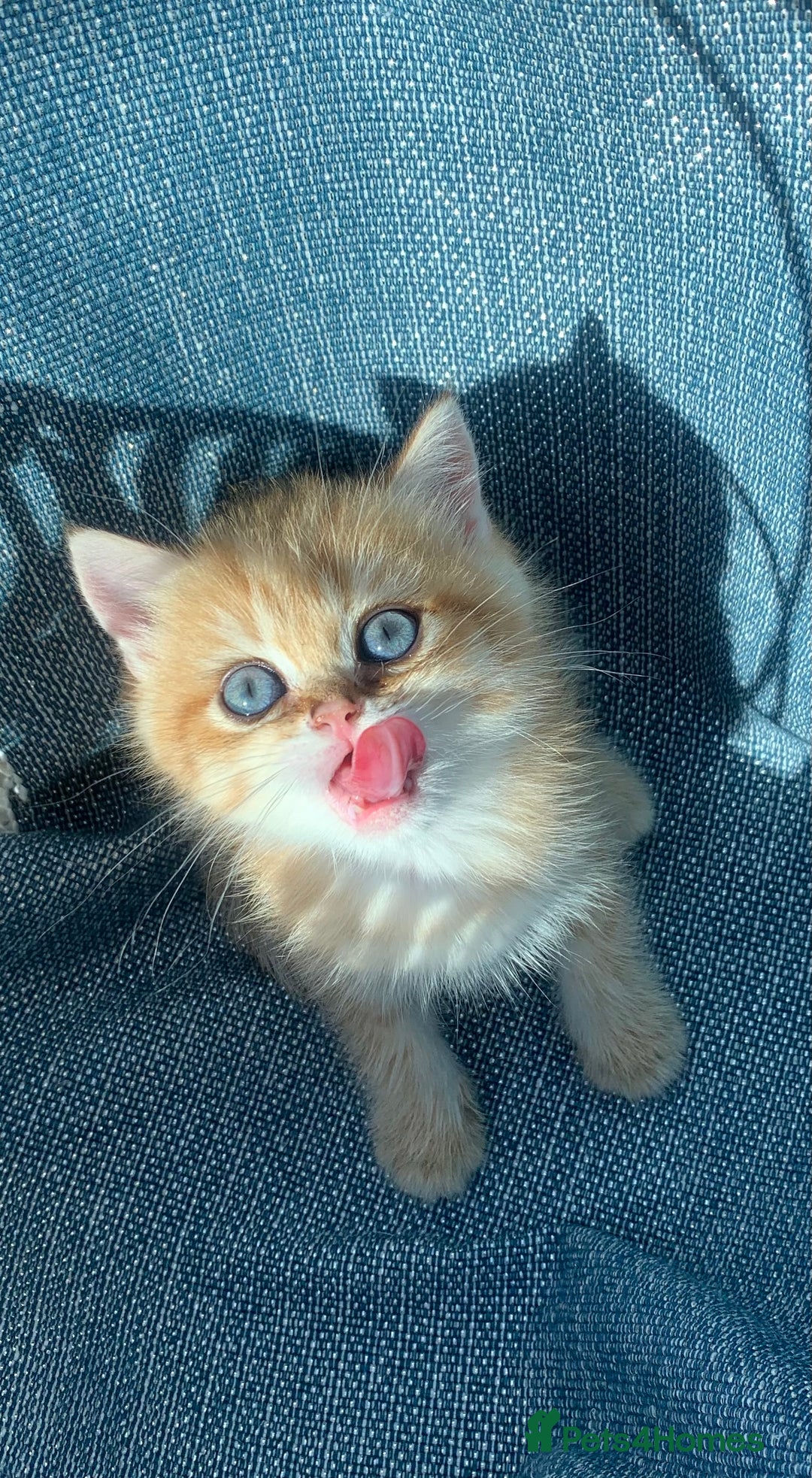 British Shorthair cats for sale:  GCCF champion lines Ny12  Bsh golden chinchilla  - Advert 6