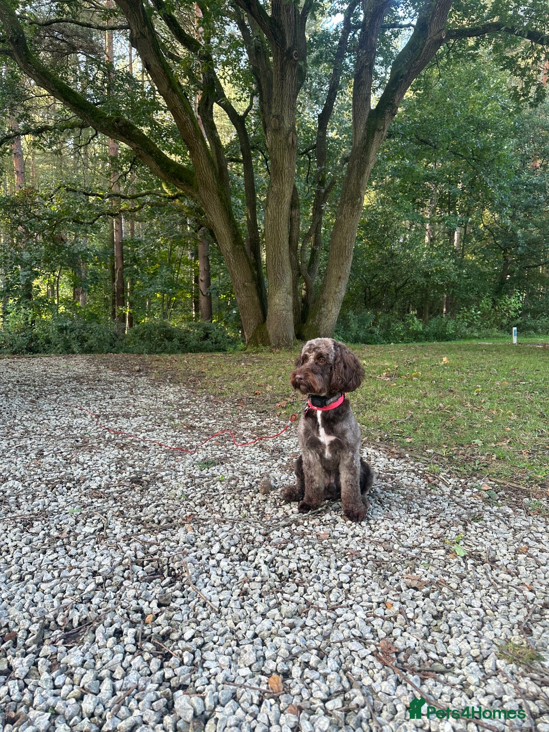 Cockapoo dogs for stud: Coco - Proven Chocolate F1B Cockapoo for Stud - Advert 3