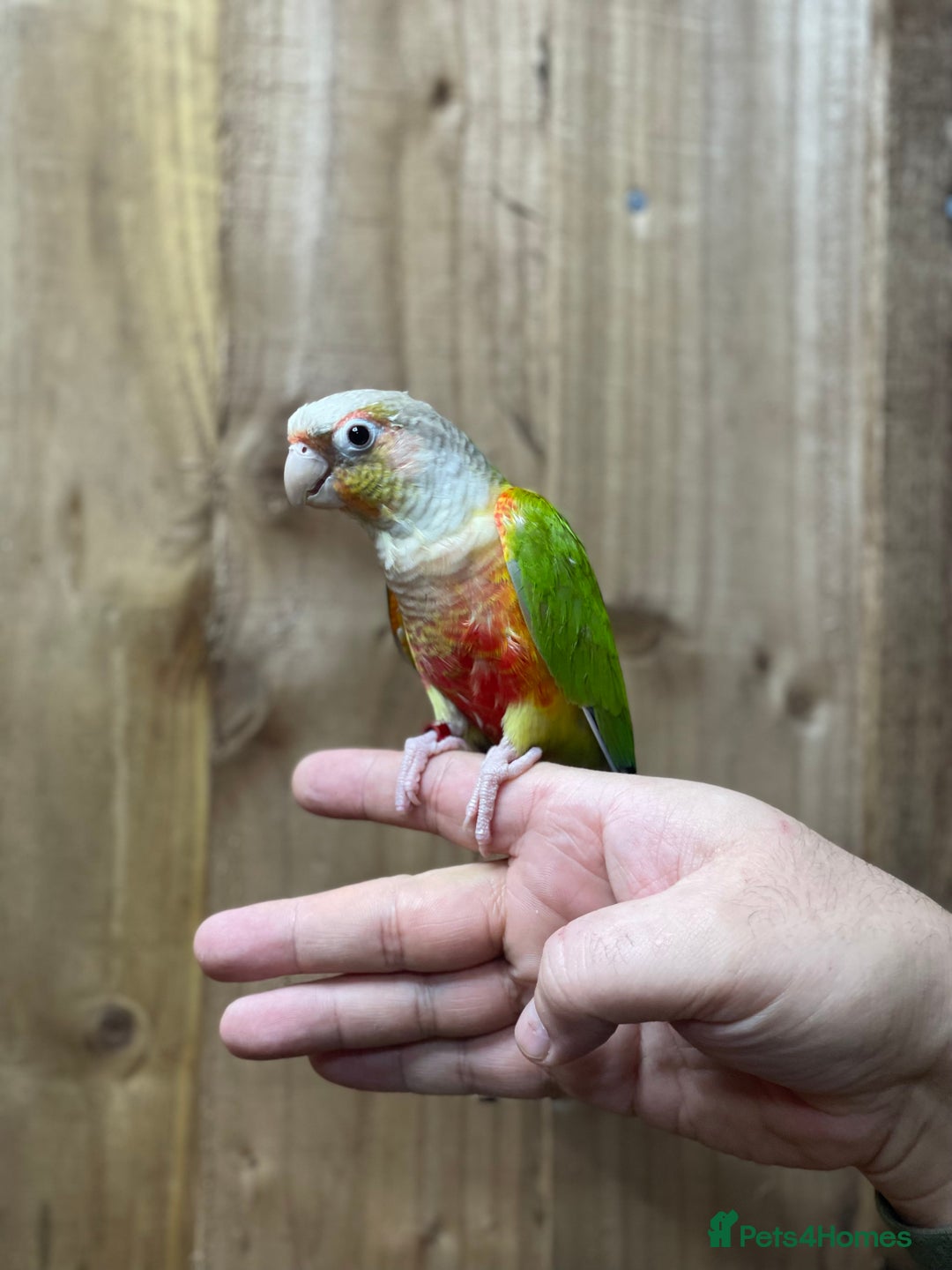 Conures birds for sale: Baby Pineapple conure  - Advert 9