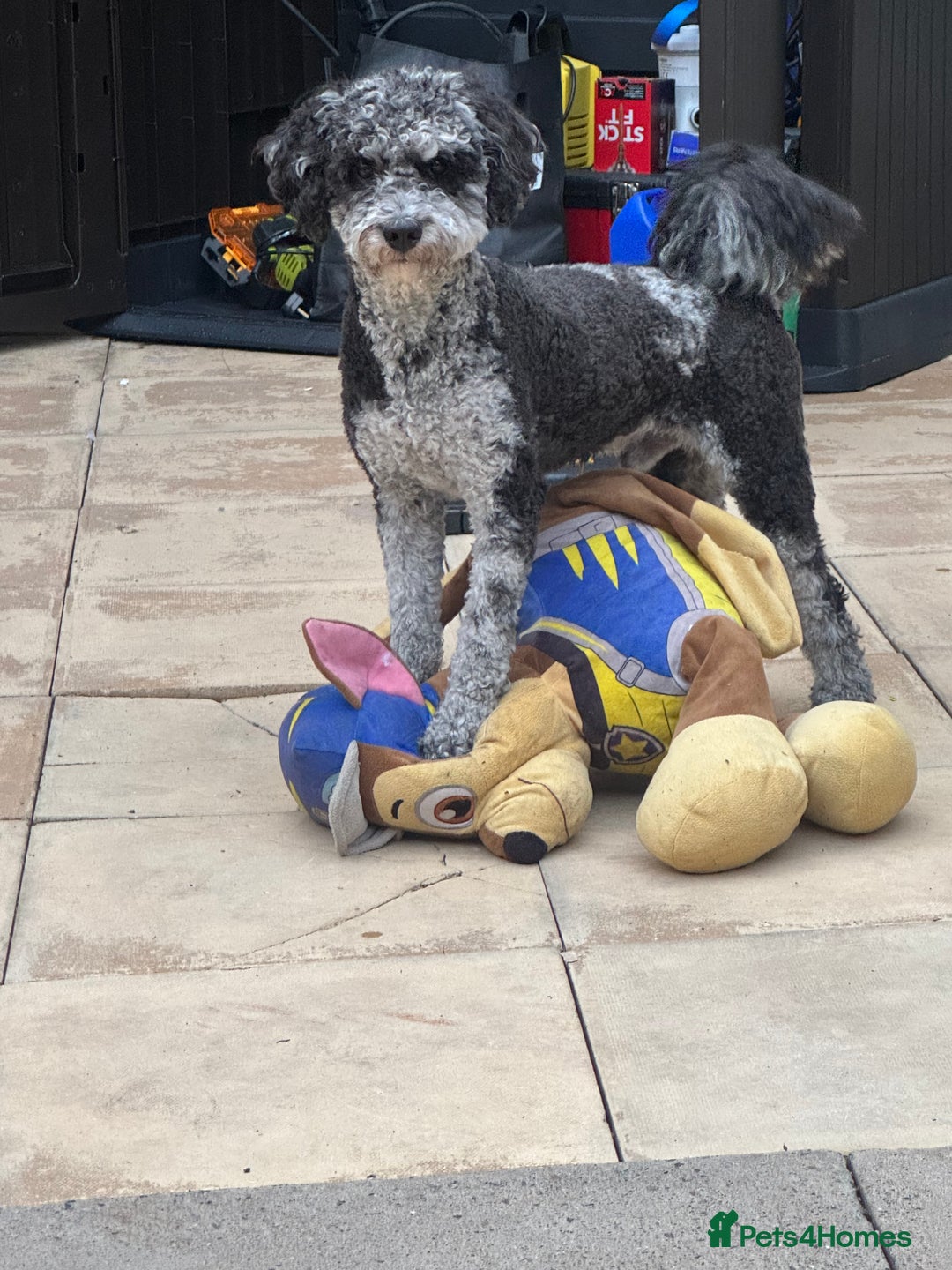 Miniature Poodle dogs for stud:  Mearl Miniature poodle sw8 London  - Image 3
