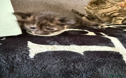 Mixed Breed cats for sale: Lovely mixed breed Kitrens for sale.  - Image 13