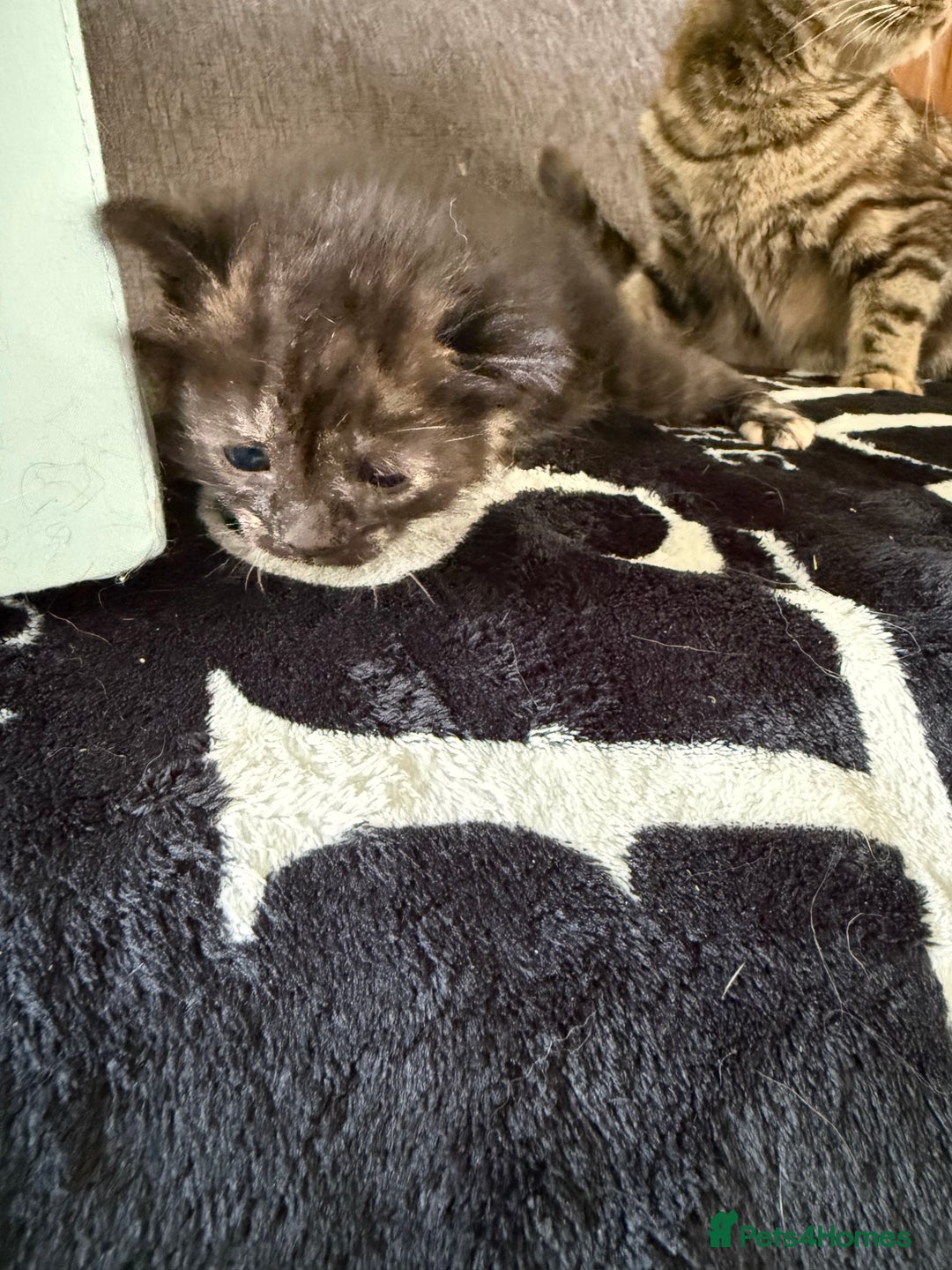 Mixed Breed cats for sale: Lovely mixed breed Kitrens for sale.  - Image 13