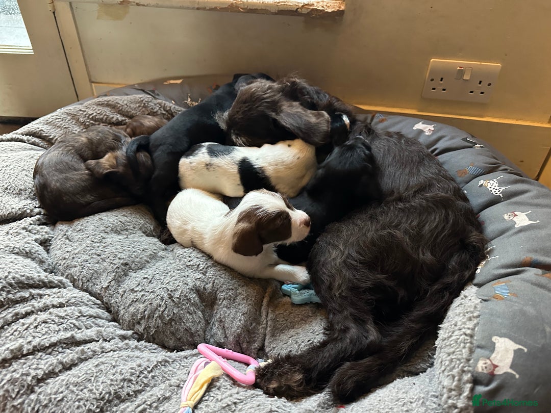 Mixed Breed dogs for sale: SpanielX x Jack Russell - Advert 7