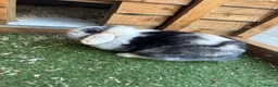 Mini Lop rabbits for sale: Pure Mini lop boy  - Advert 11