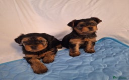 Yorkshire Terrier dogs for sale: Yorkshire Terrier Puppies – Ready 24 Dec - Image 24