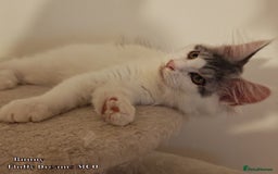 Maine Coon cats for sale: x2 Fluffy Boys from Fluffy Dreams MCO - Image 9