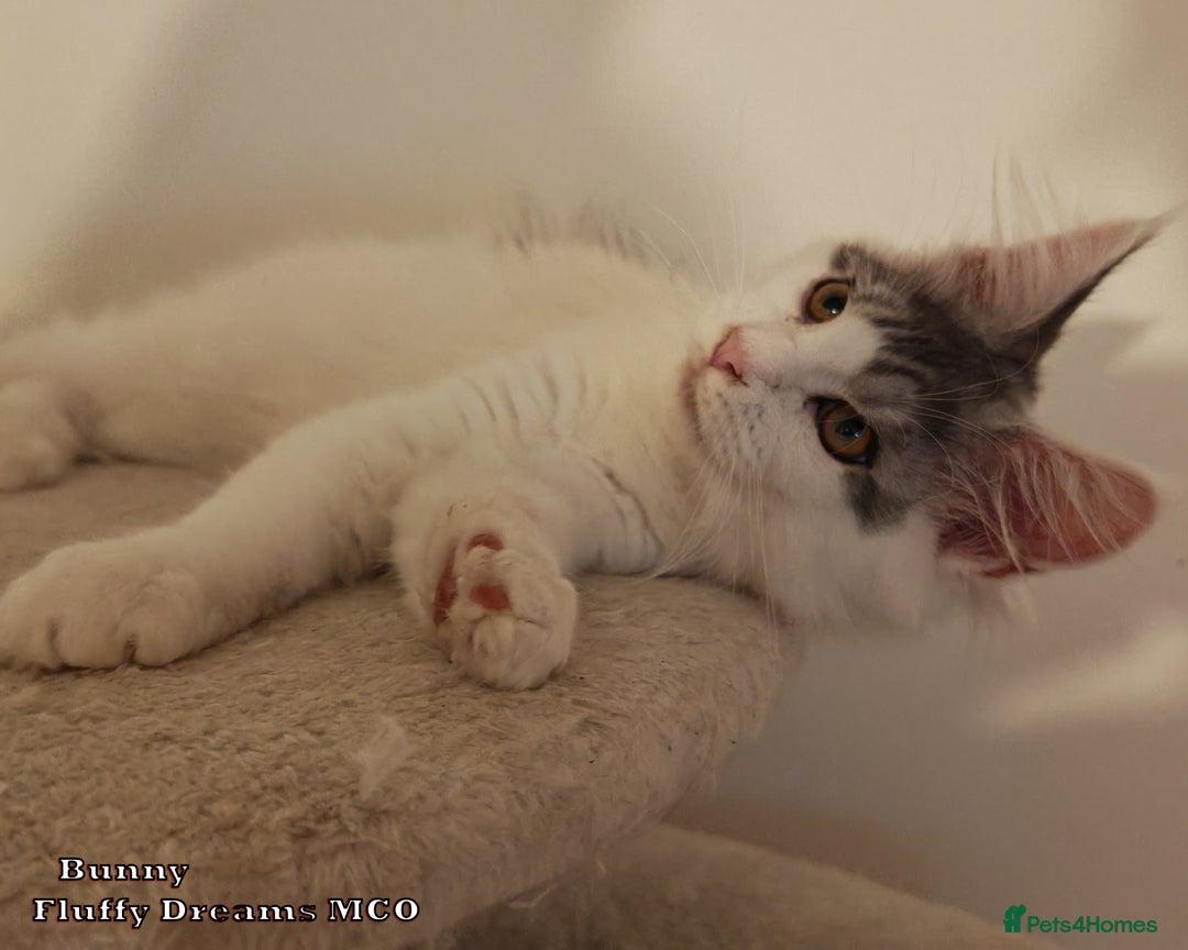 Maine Coon cats for sale: x2 Fluffy Boys from Fluffy Dreams MCO - Image 9