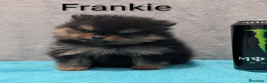 Frankie 