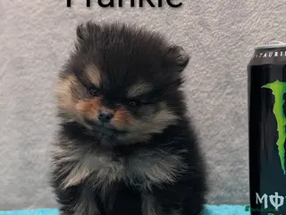 Pomeranian dogs Pedigree Pomeranian puppy's - Advert 5