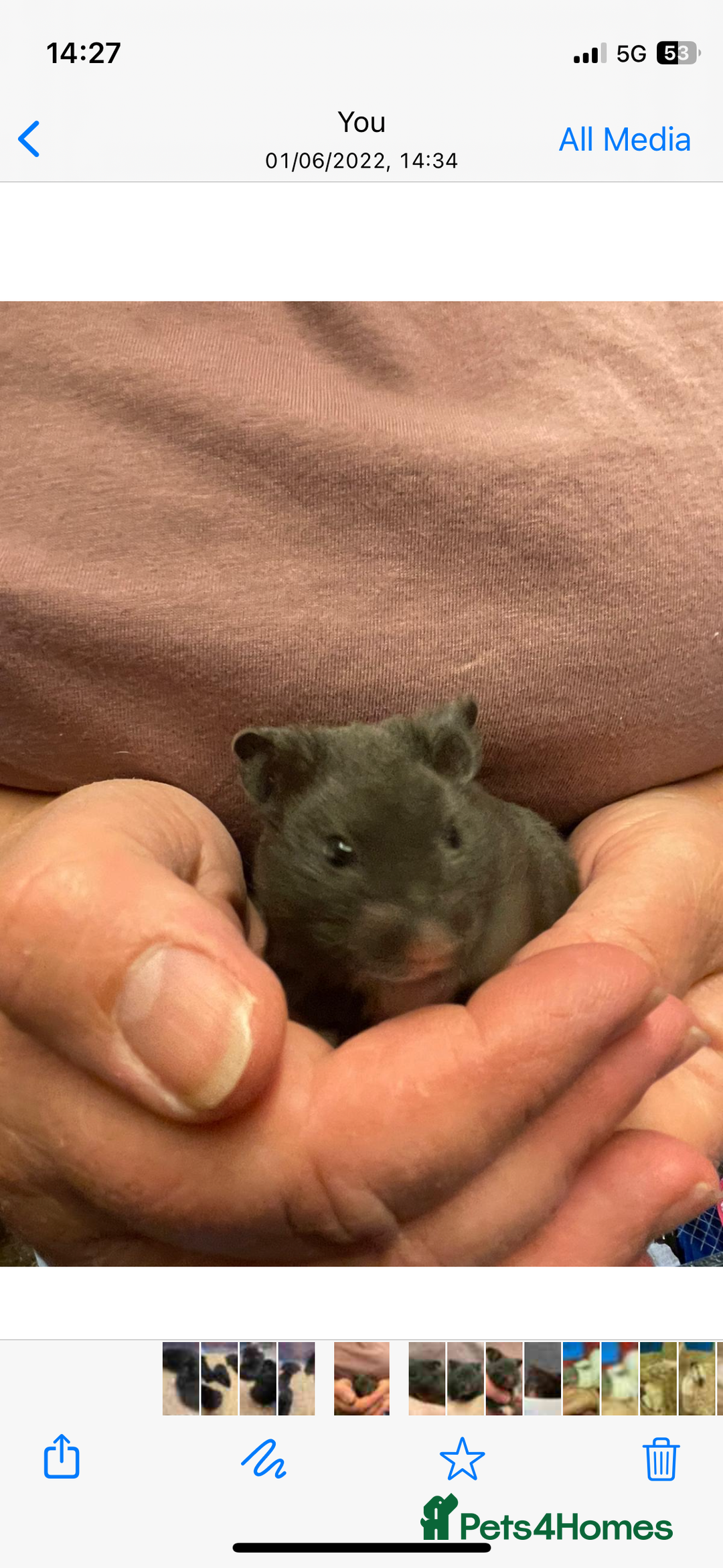 Hamster rodents for sale: Baby female Syrian hamsters from show stock  - Advert 16