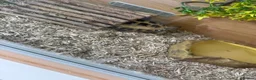 Tortoise reptiles for sale: Horsefield tortoise and vivarium in Newport - Advert 3